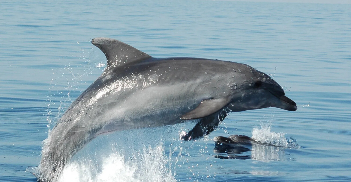 MARI Sea Charters di Ivan Rasenti